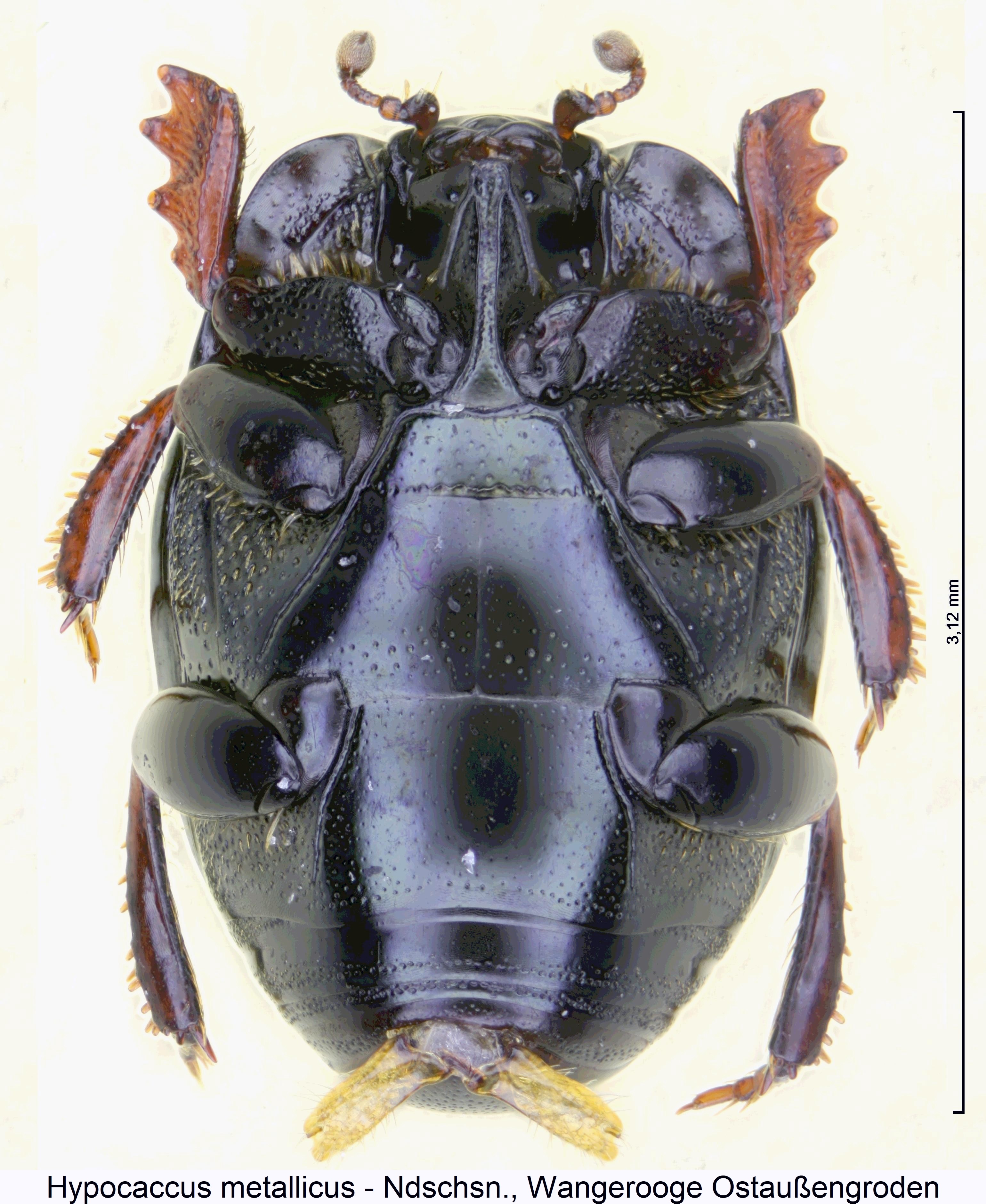 hypocaccus_metallicus_us.jpg