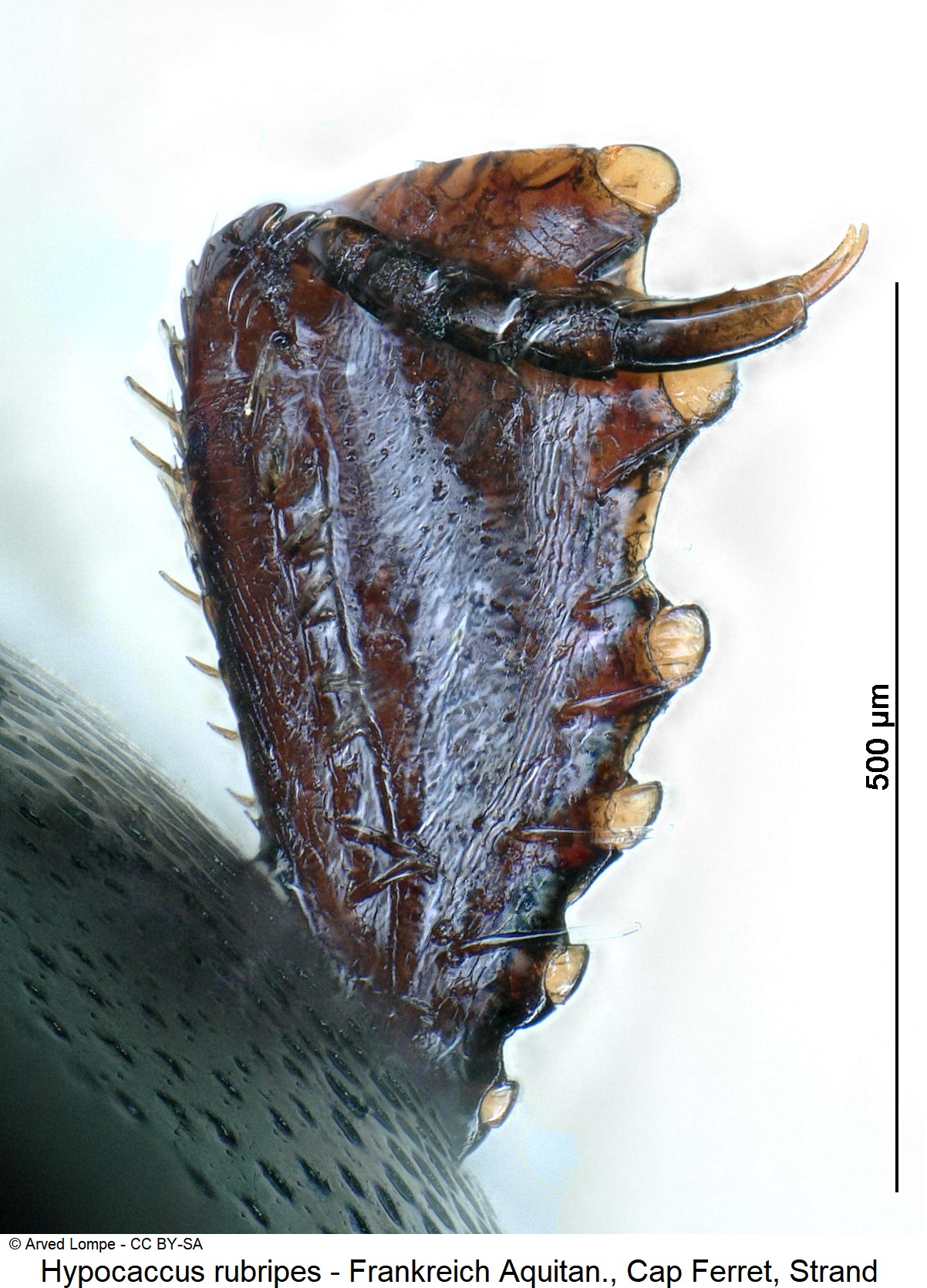 hypocaccus_rubripes_ck37182109_vschn.jpg