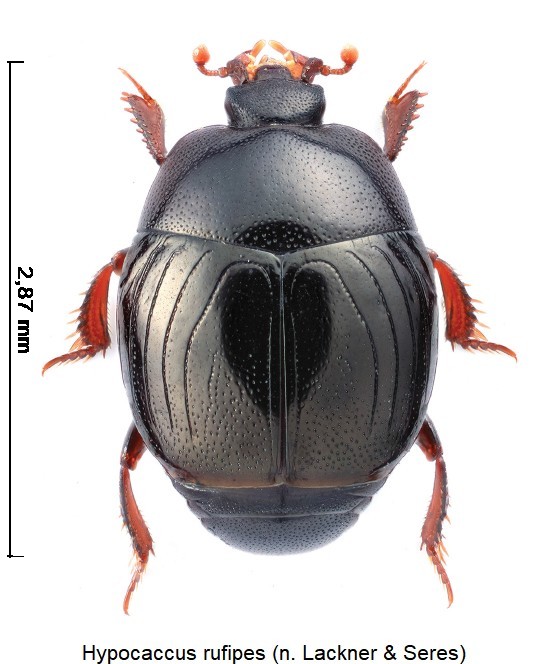 hypocaccus_rufipes_hab.jpg