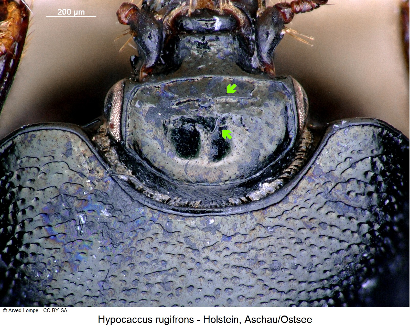 hypocaccus_rugifrons_ck3448_k.jpg