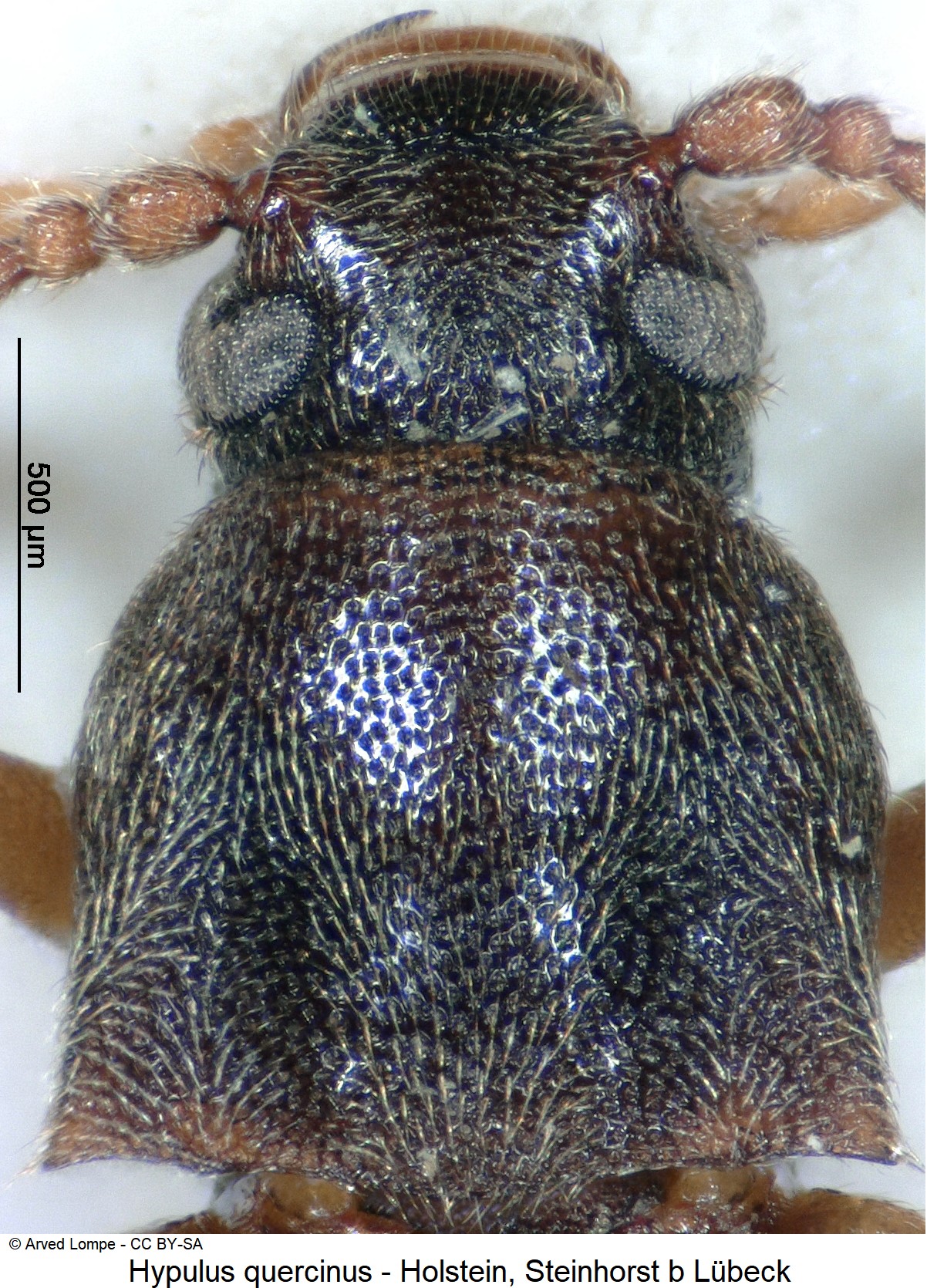 hypulus_quercinus_ck10032_vk.jpg