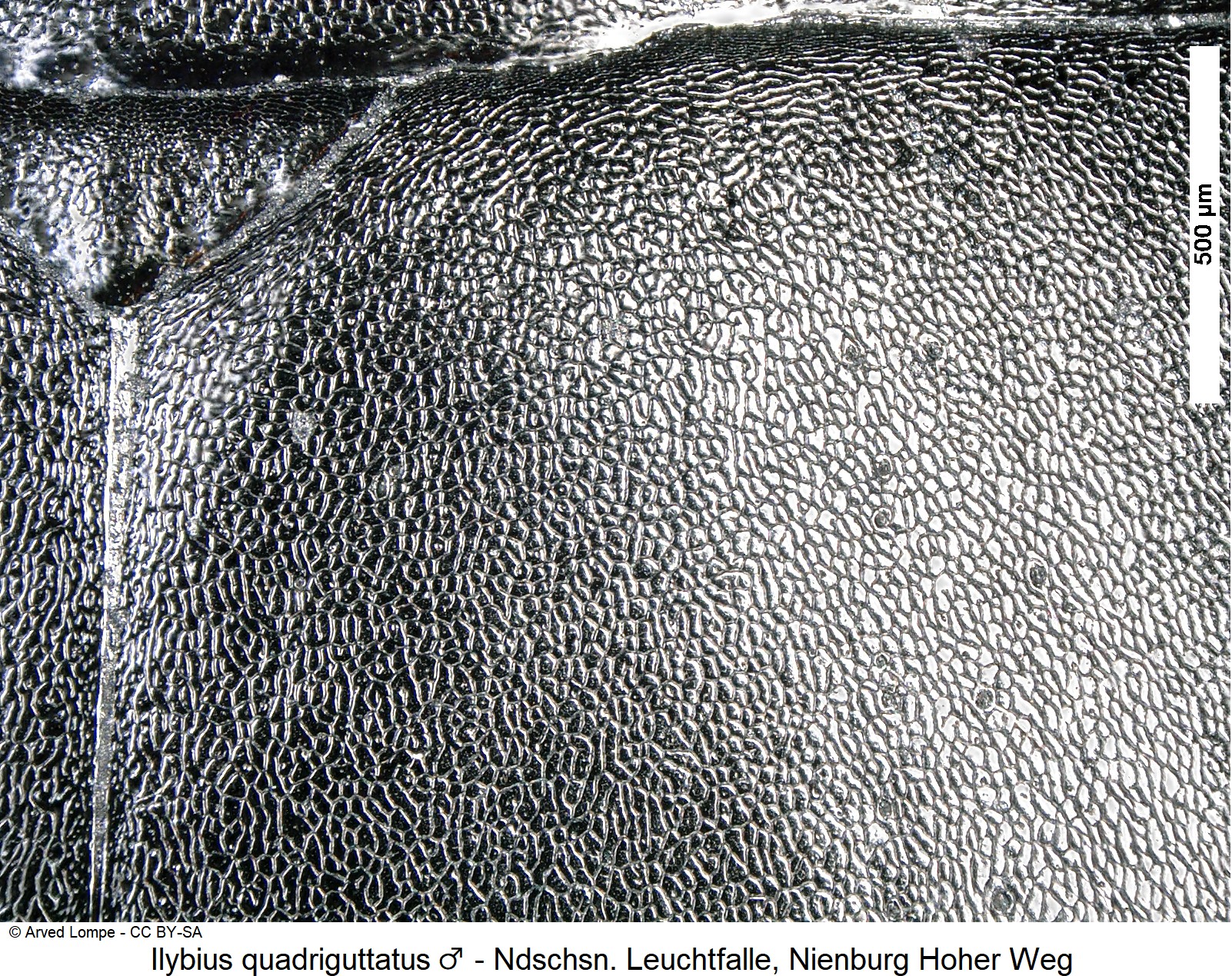 ilybius_quadriguttatus_m_ck36246815_ms.jpg