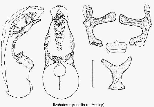 ilyobates_nigricollis.gif