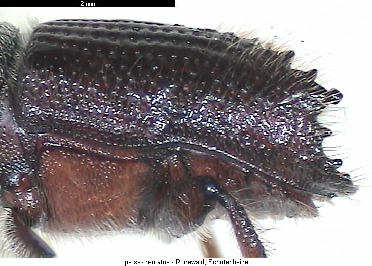 ips_sexdentatus_sa.jpg