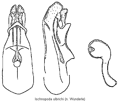 ischnopoda_ulbrichi.gif