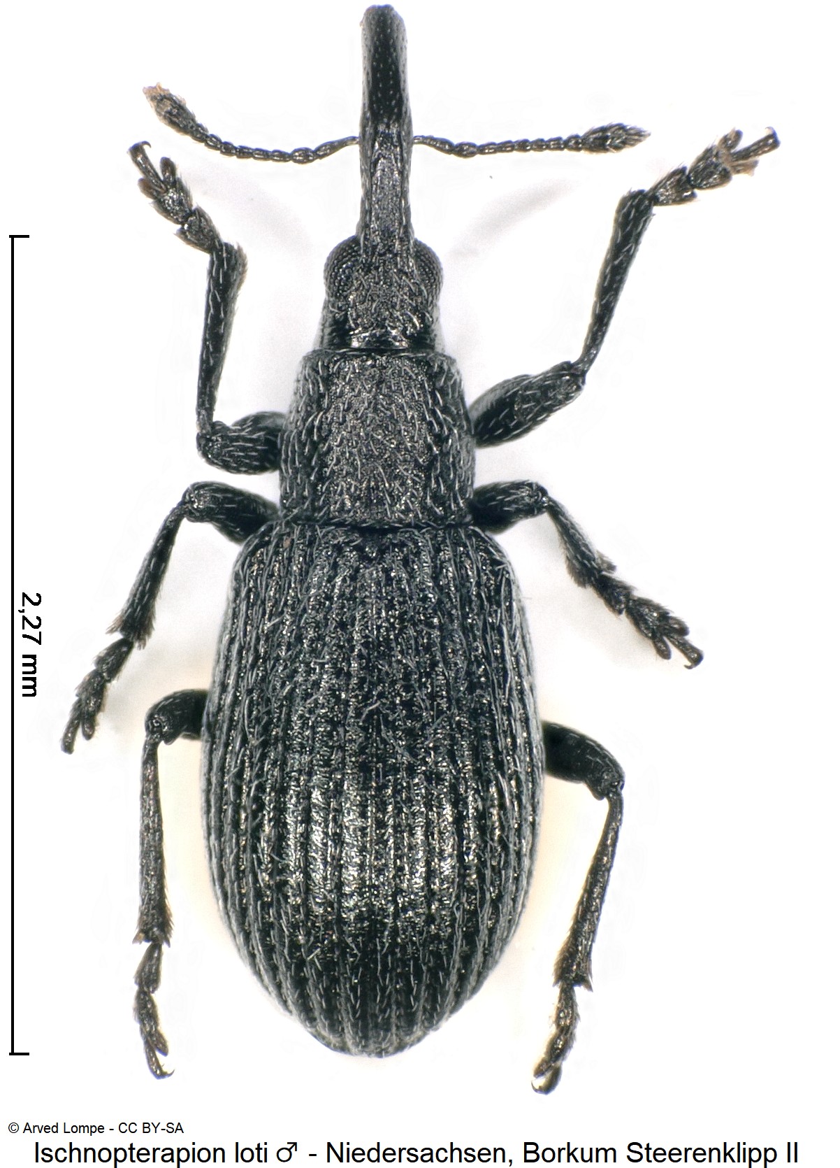 ischnopterapion_loti_m_ck33127880_hab.jpg
