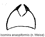 isomira_anaspiformis_sternit6.gif