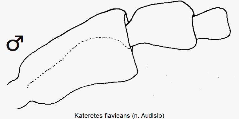 kateretes_flavicans_f.gif