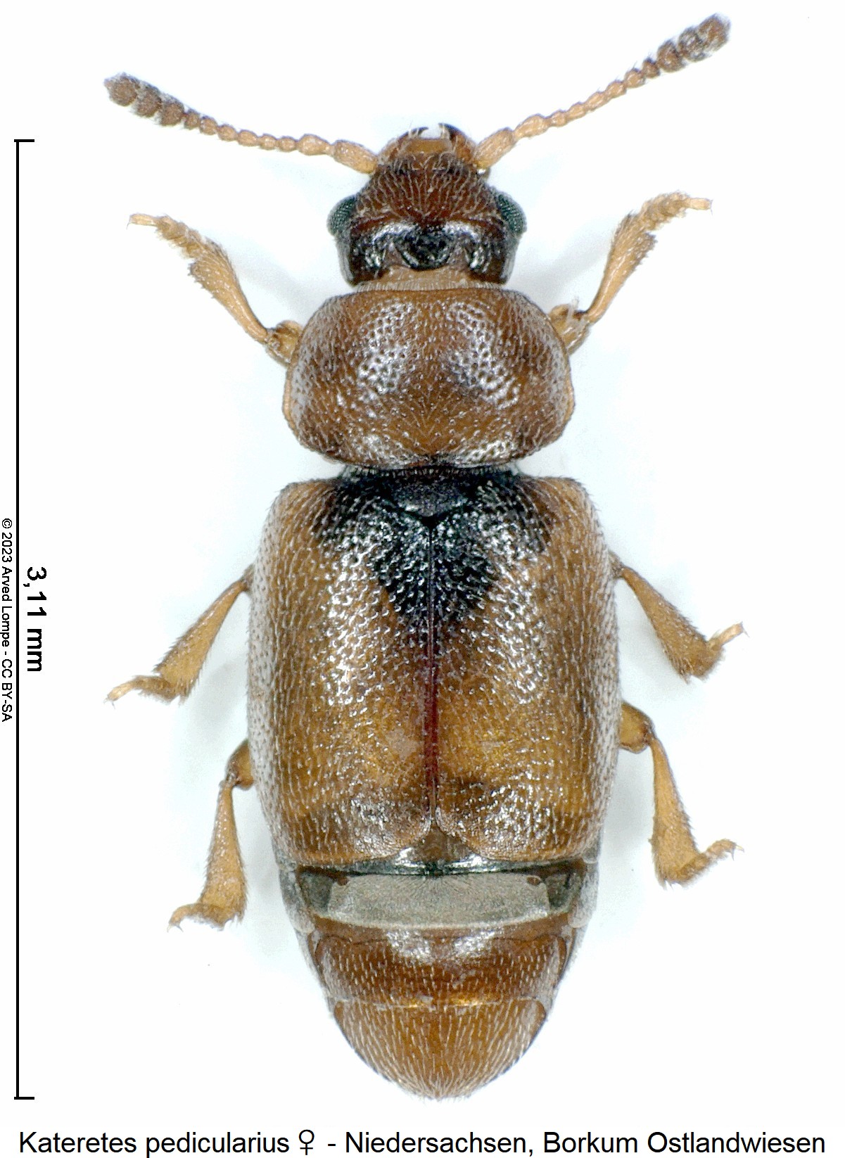 kateretes_pedicularius_w_hab.jpg
