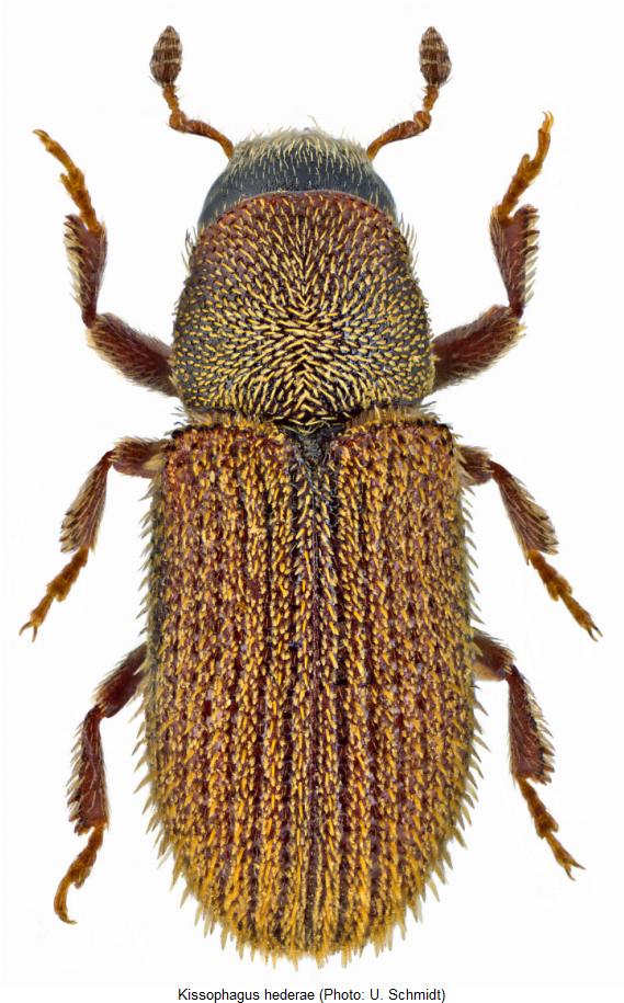 kissophagus_hederae_hab.jpg