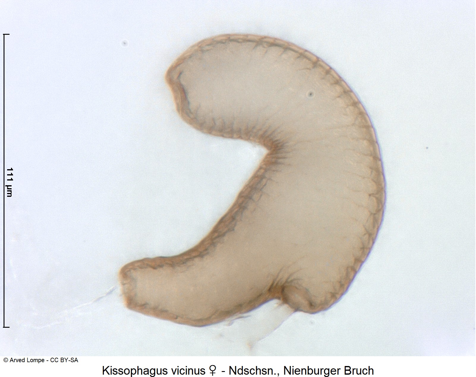 kissophagus_vicinus_w_ck35981483_sperm.jpg