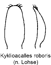 kyklioacalles_roboris.gif