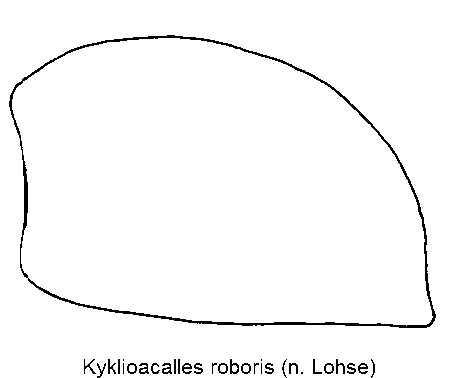 kyklioacalles_roboris_fld_sa.gif