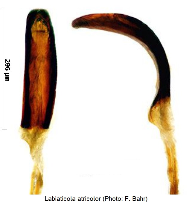 labiaticola_atricolor.jpg