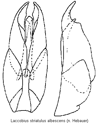 laccobius_albescens.gif