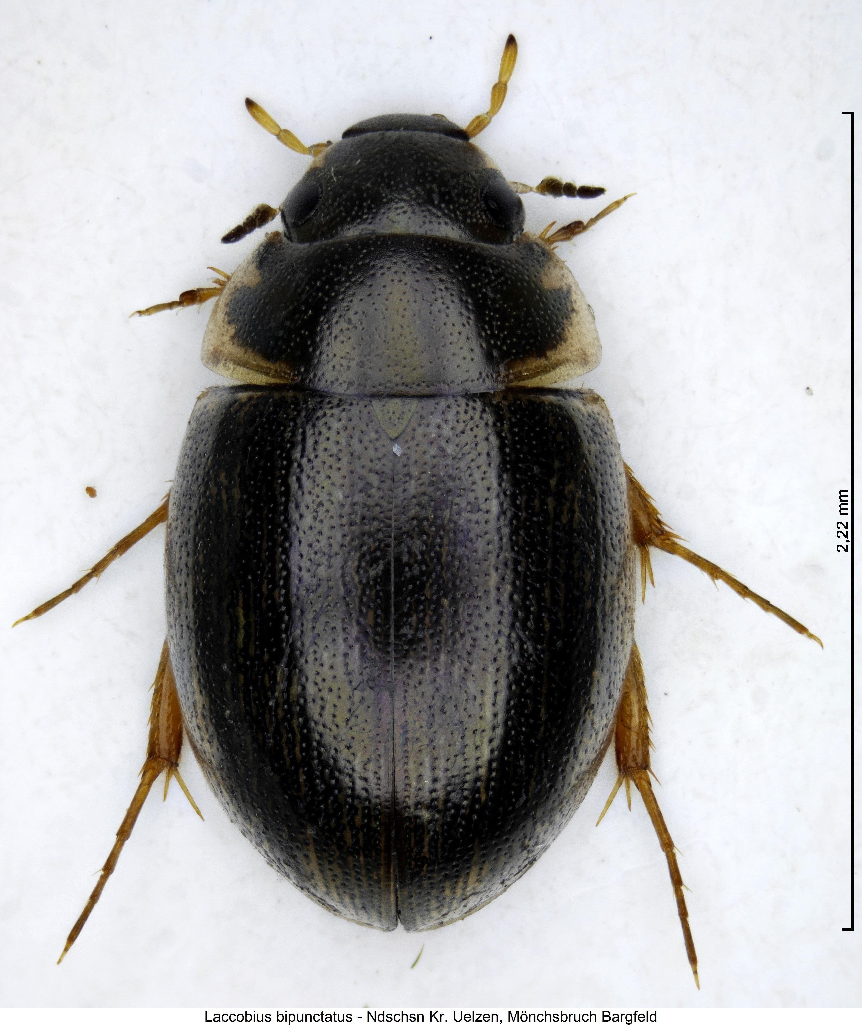 laccobius_bipunctatus_hab.jpg