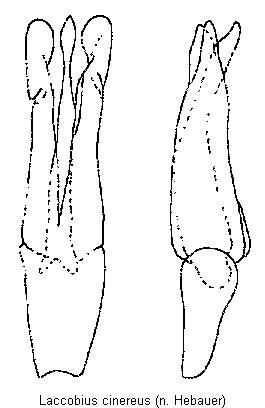 laccobius_cinereus.gif