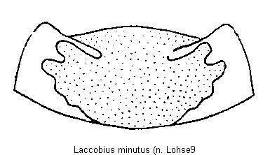 laccobius_minutus_hsch.gif