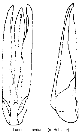 laccobius_syriacus.gif