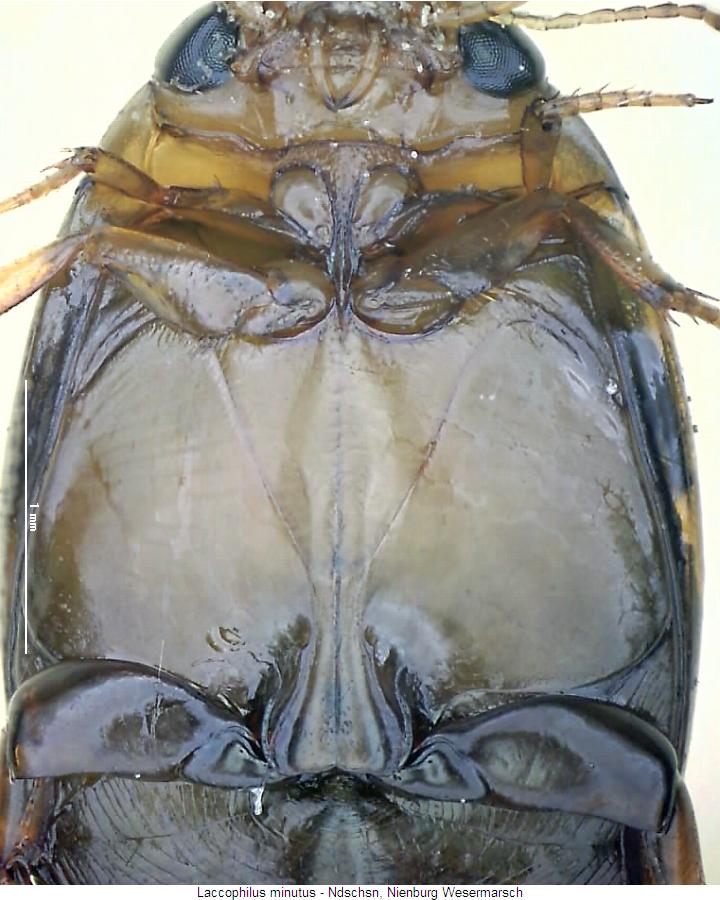 laccophilus_minutus_us.jpg