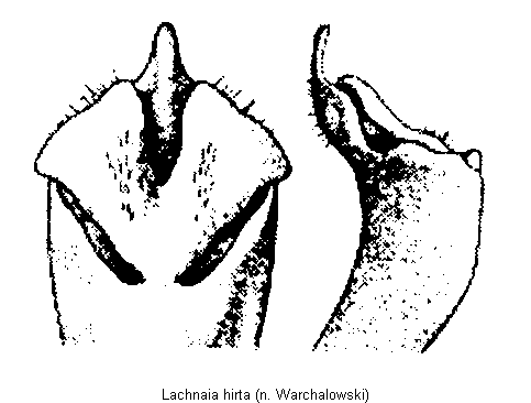 lachnaia_hirta.gif