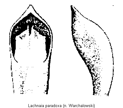 lachnaia_paradoxa.gif
