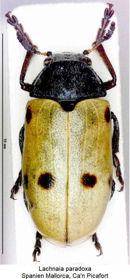 lachnaia_paradoxa_hab.jpg