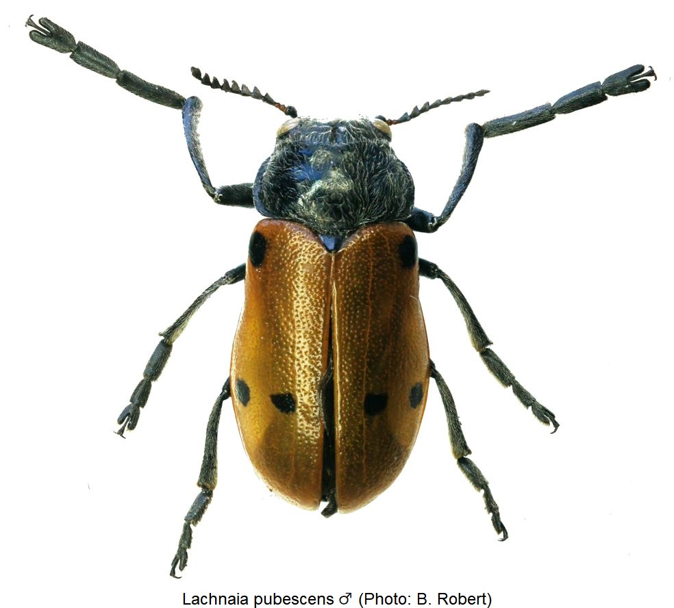lachnaia_pubescens_m_hab1.jpg