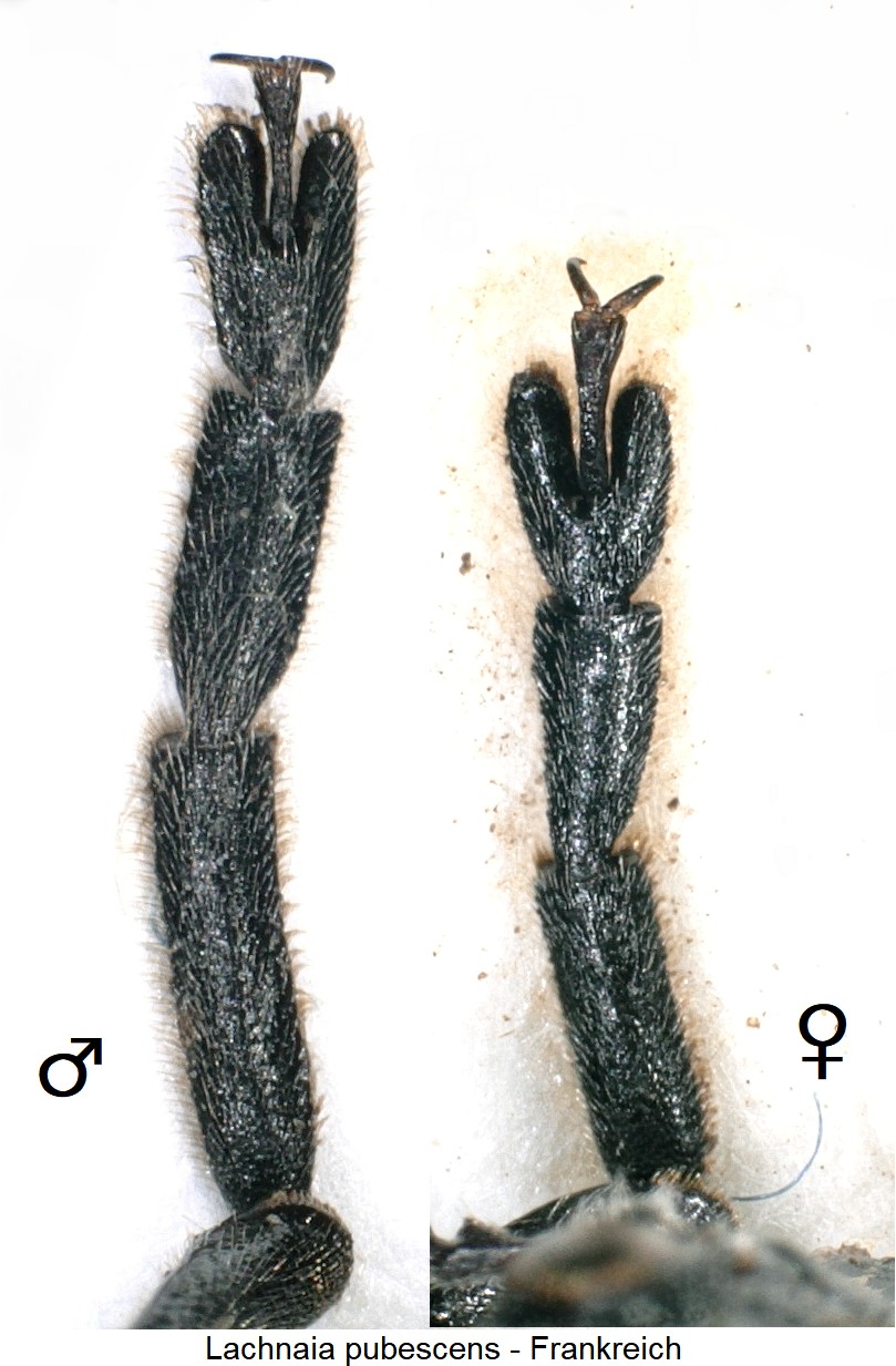 lachnaia_pubescens_vtr.jpg