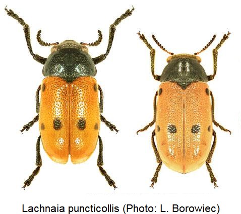lachnaia_puncticollis_hab.jpg