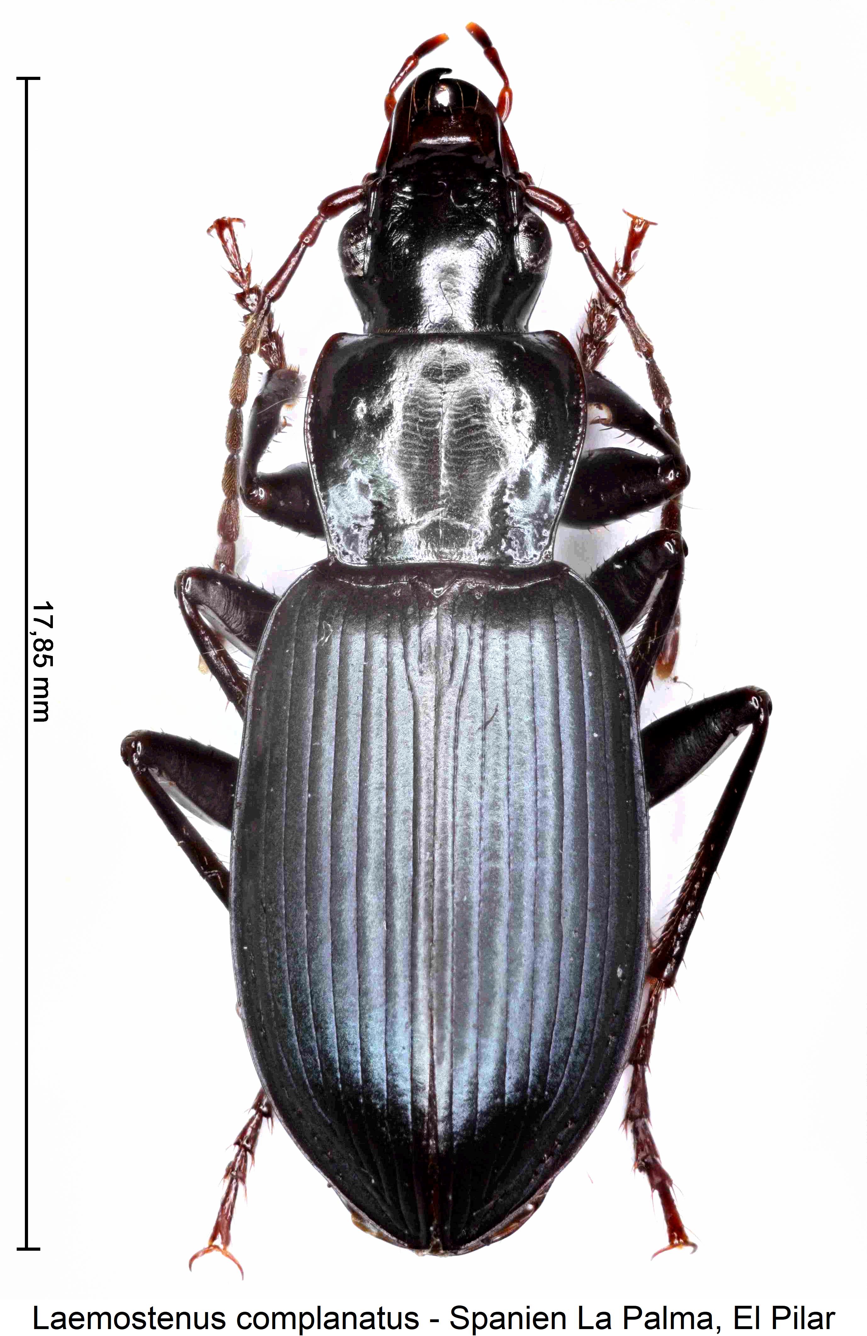 laemostenus_complanatus_hab1.jpg