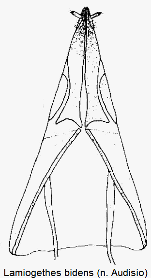 lamiogethes_bidens_sperm.gif