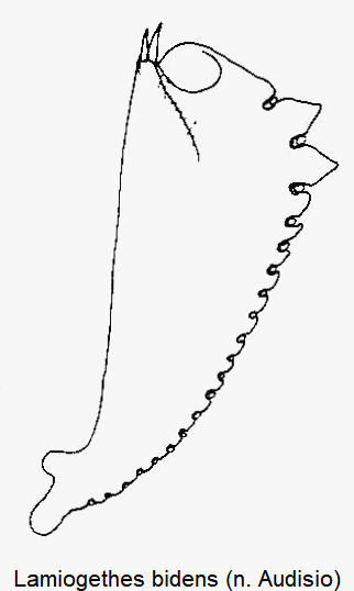lamiogethes_bidens_vschn.gif