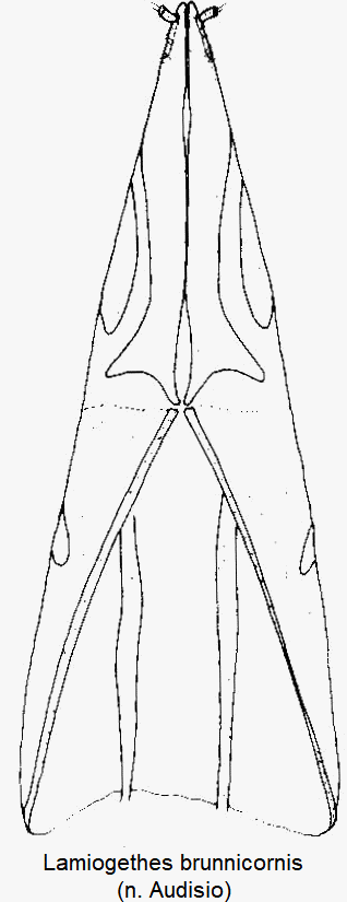 lamiogethes_brunnicornis_ovi.gif