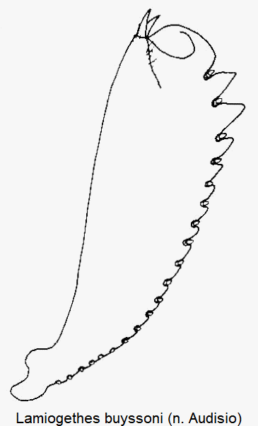 lamiogethes_buyssoni_vschn.gif