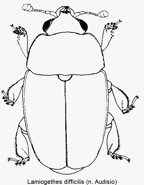 lamiogethes_difficilis_hab.gif