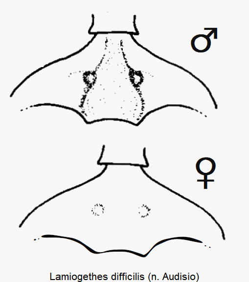 lamiogethes_difficilis_hbr.gif