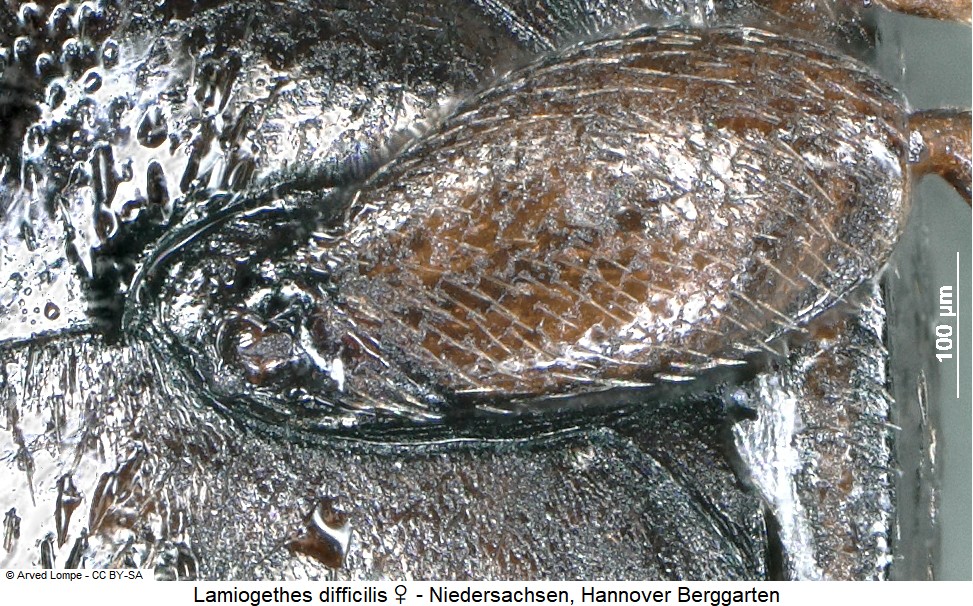 lamiogethes_difficilis_w_ck29680306_hschl.jpg