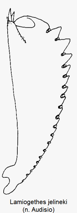 lamiogethes_jelineki_vschn.gif