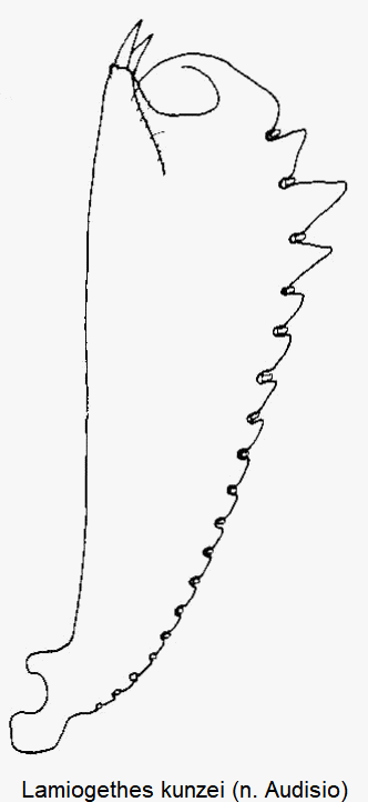 lamiogethes_kunzei_vschn.gif