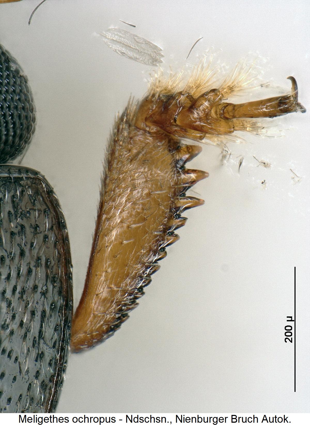 lamiogethes_ochropus_vschn.jpg