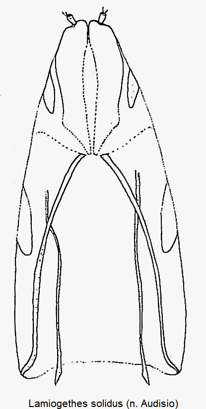 lamiogethes_solidus_ovi.gif
