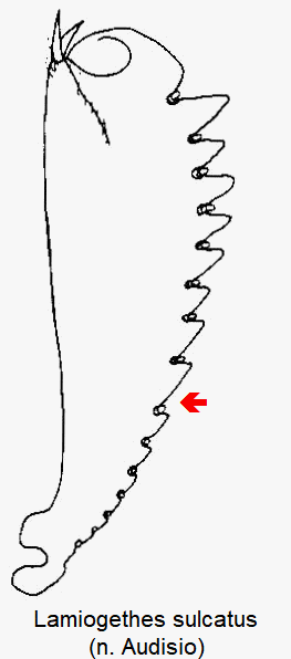 lamiogethes_sulcatus_vschn.gif