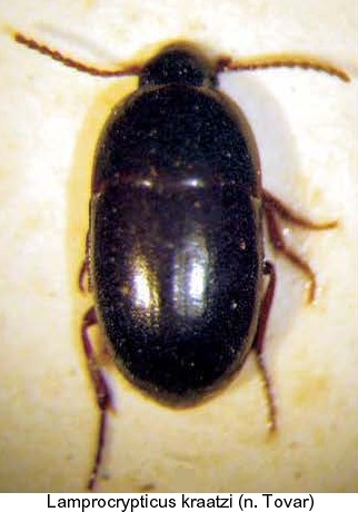 lamprocrypticus_kraatzi.jpg