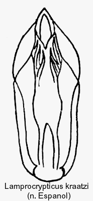 lamprocrypticus_kraatzi_aed.gif