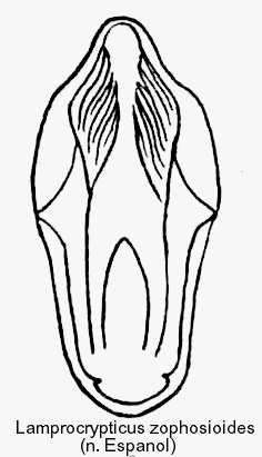 lamprocrypticus_zophosioides_aed.gif