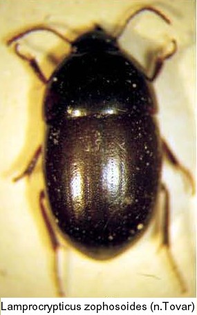 lamprocrypticus_zophosoides.jpg