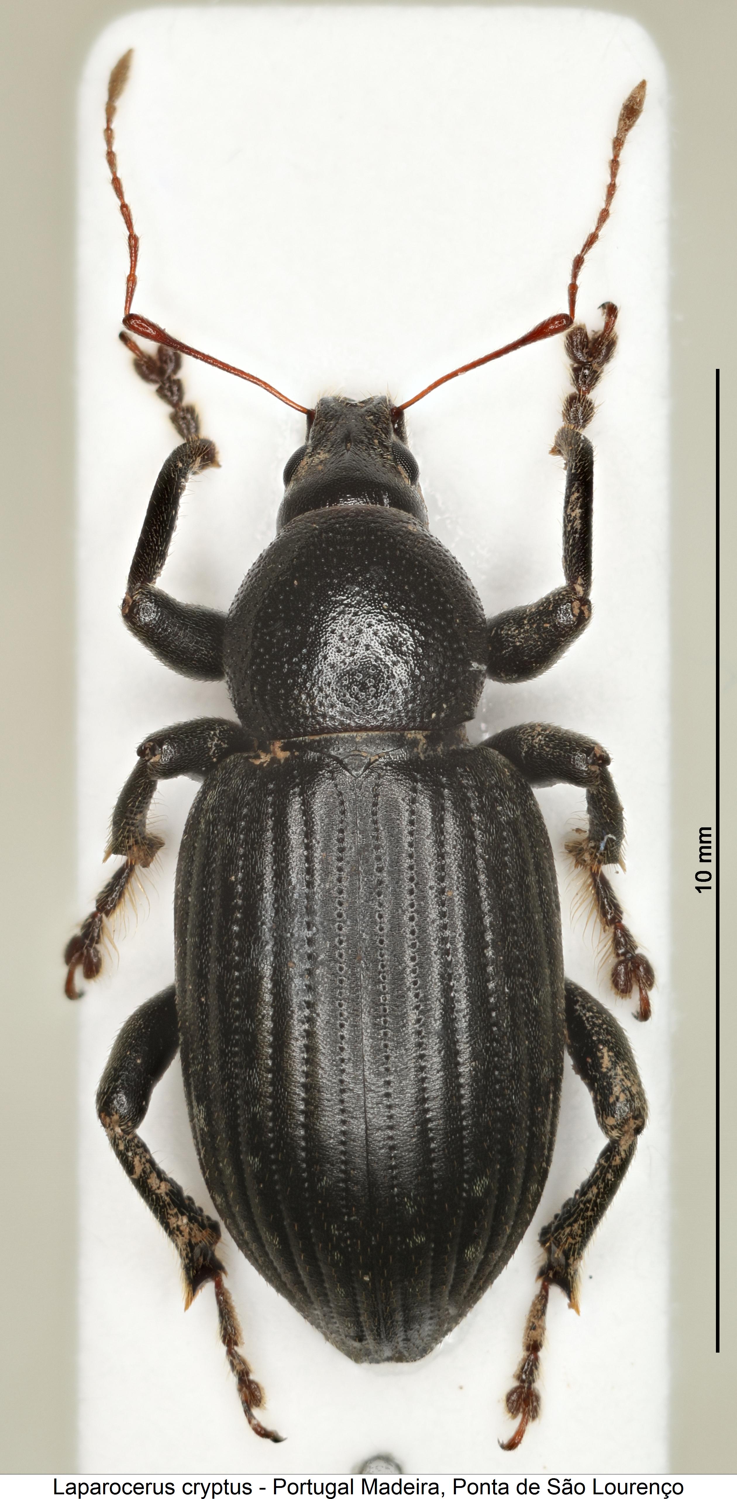 laparocerus_cryptus_hab1.jpg