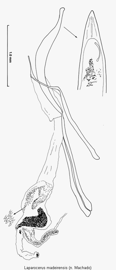laparocerus_madeirensis.gif
