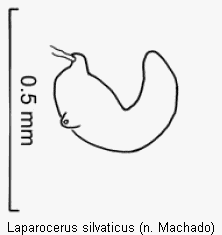 laparocerus_silvaticus_sperm.gif
